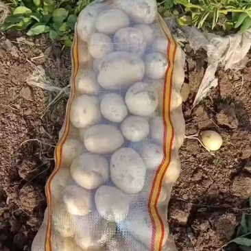 沃土黄心土豆需要的联系价格电话联系