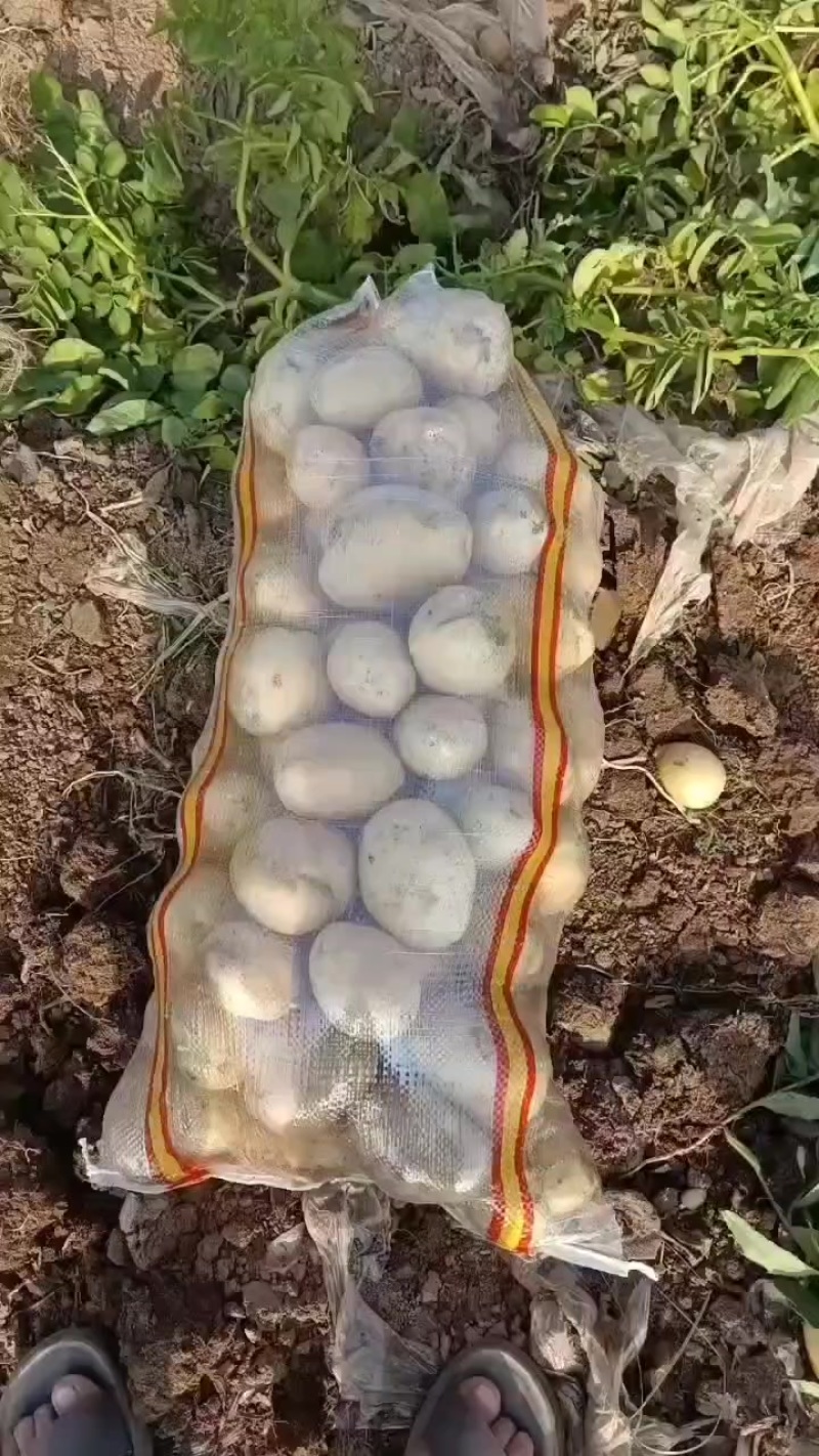 黄心土豆