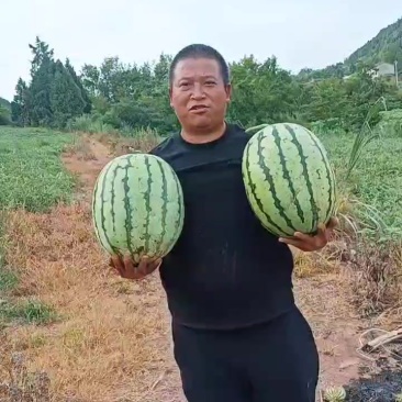路天西瓜