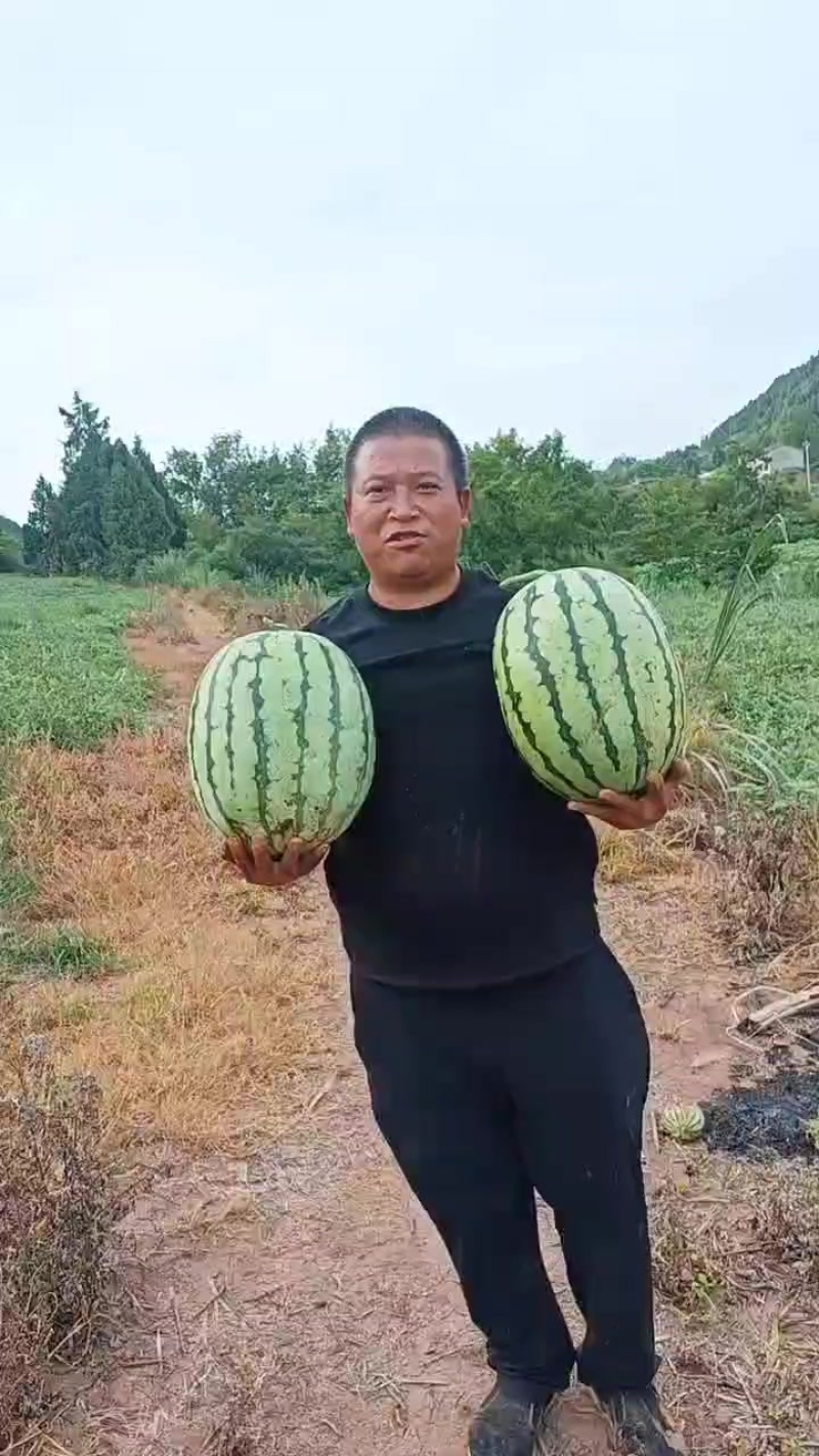 路天西瓜