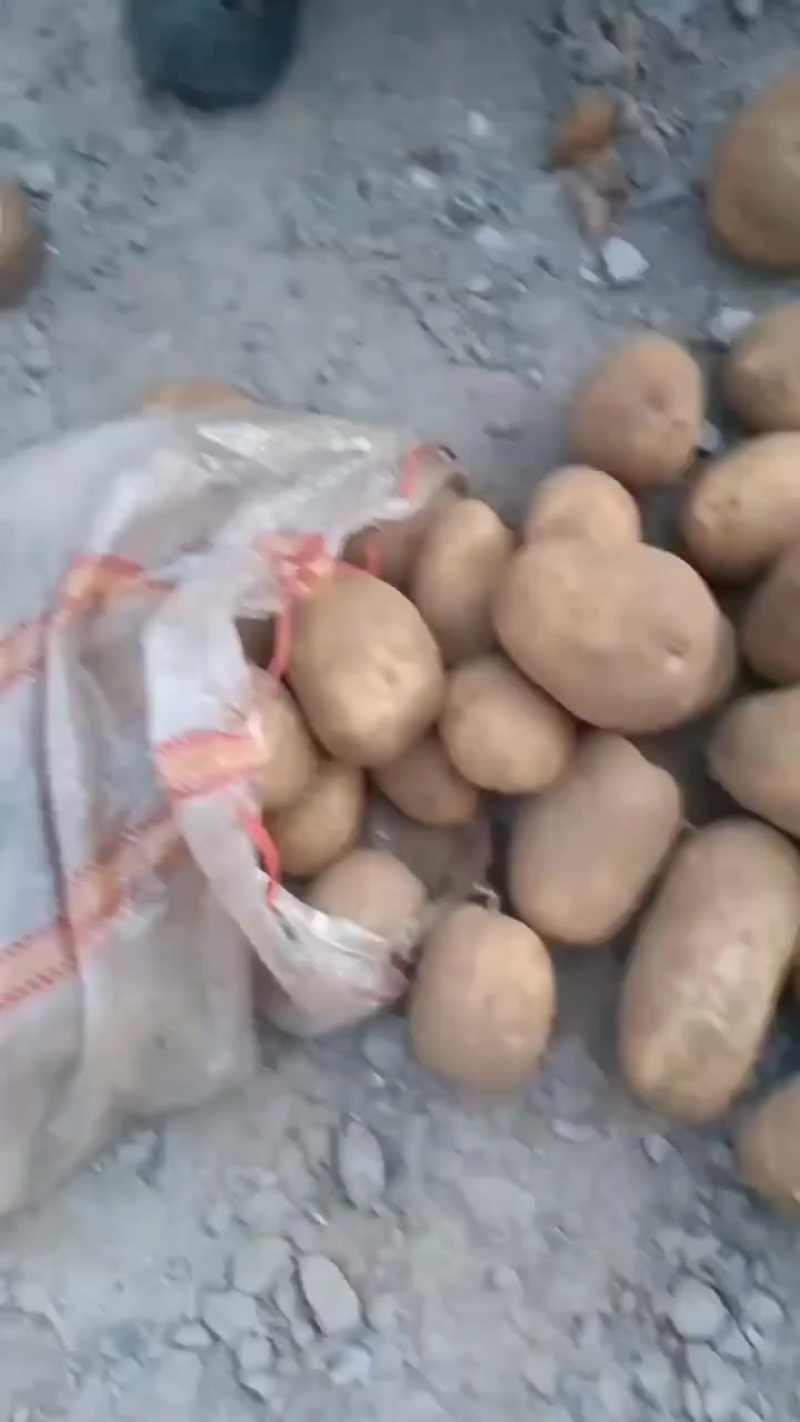 黄心土豆