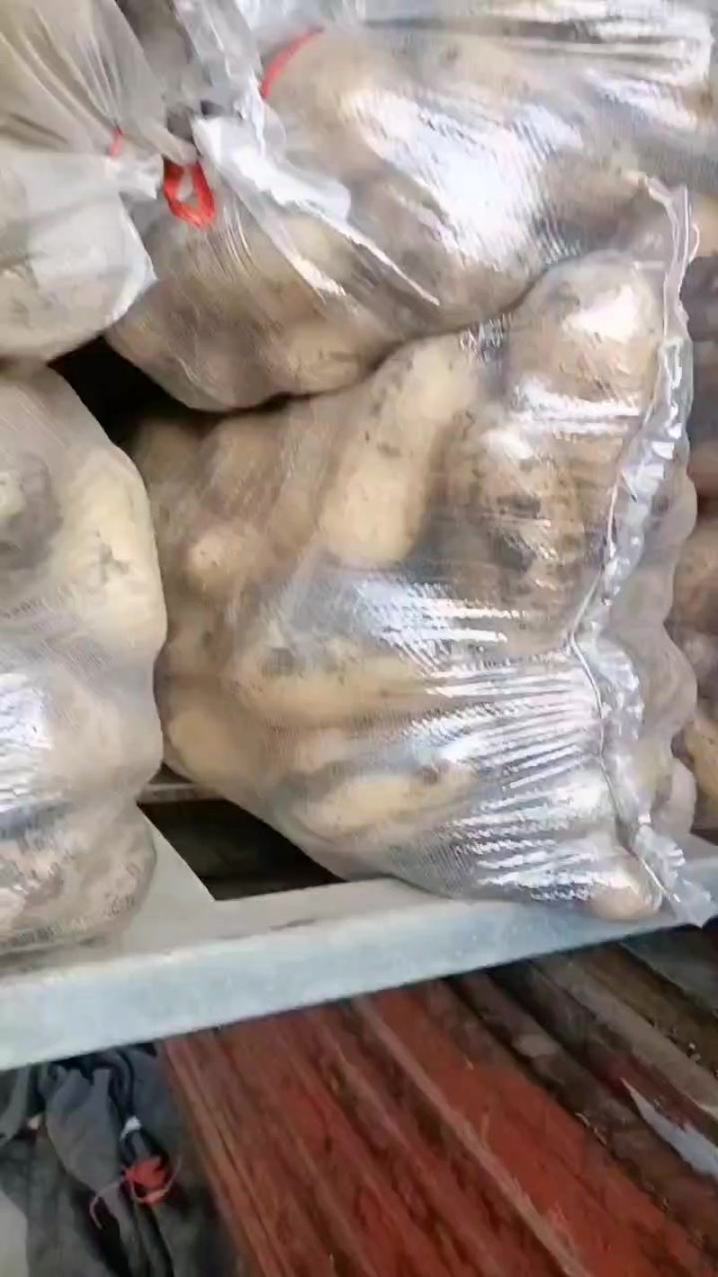 冷库沃土土豆