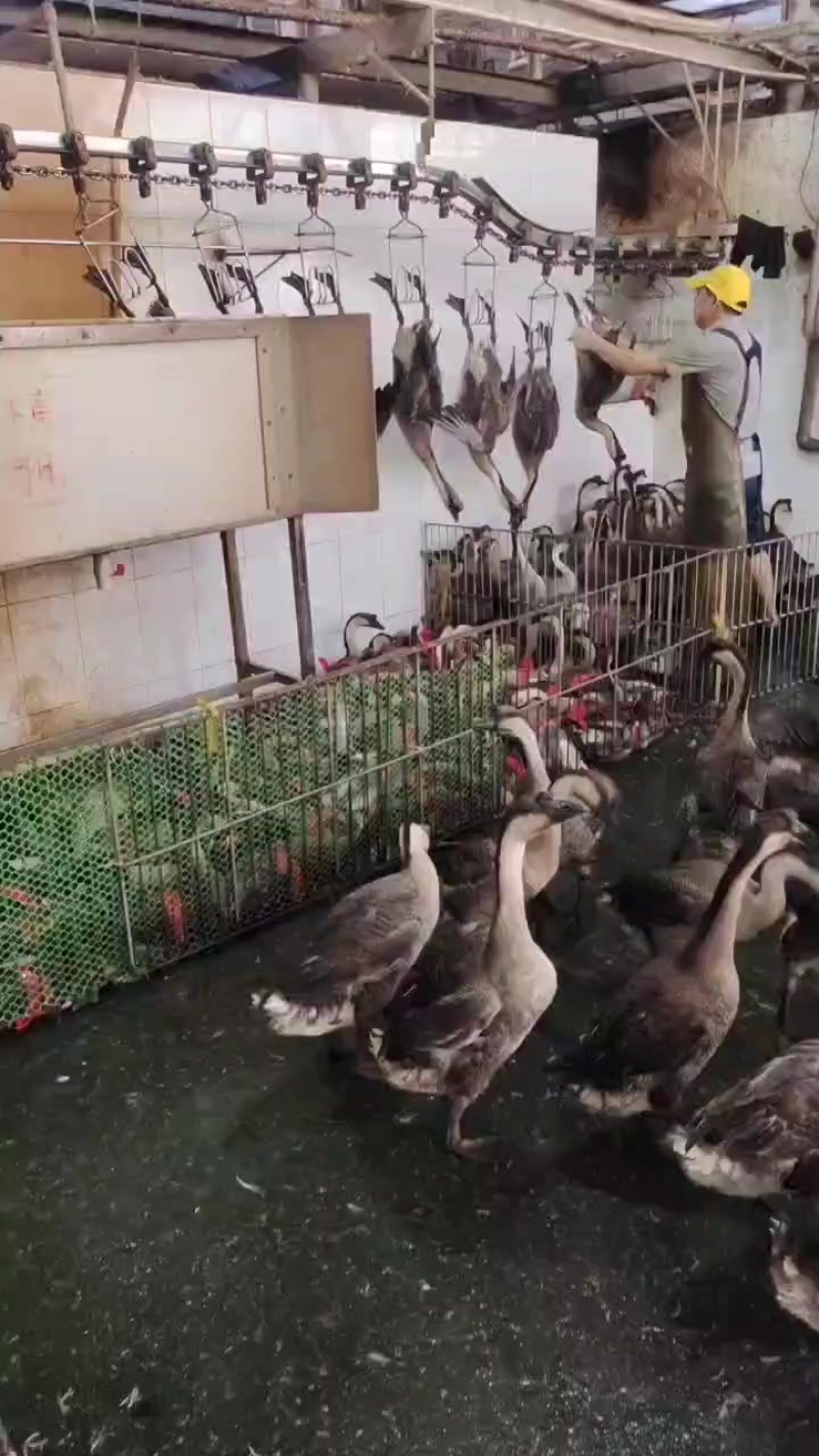 鹅