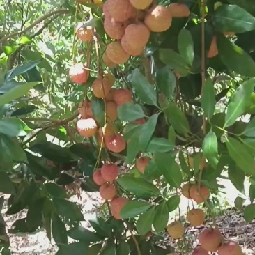 稔山桂味荔枝