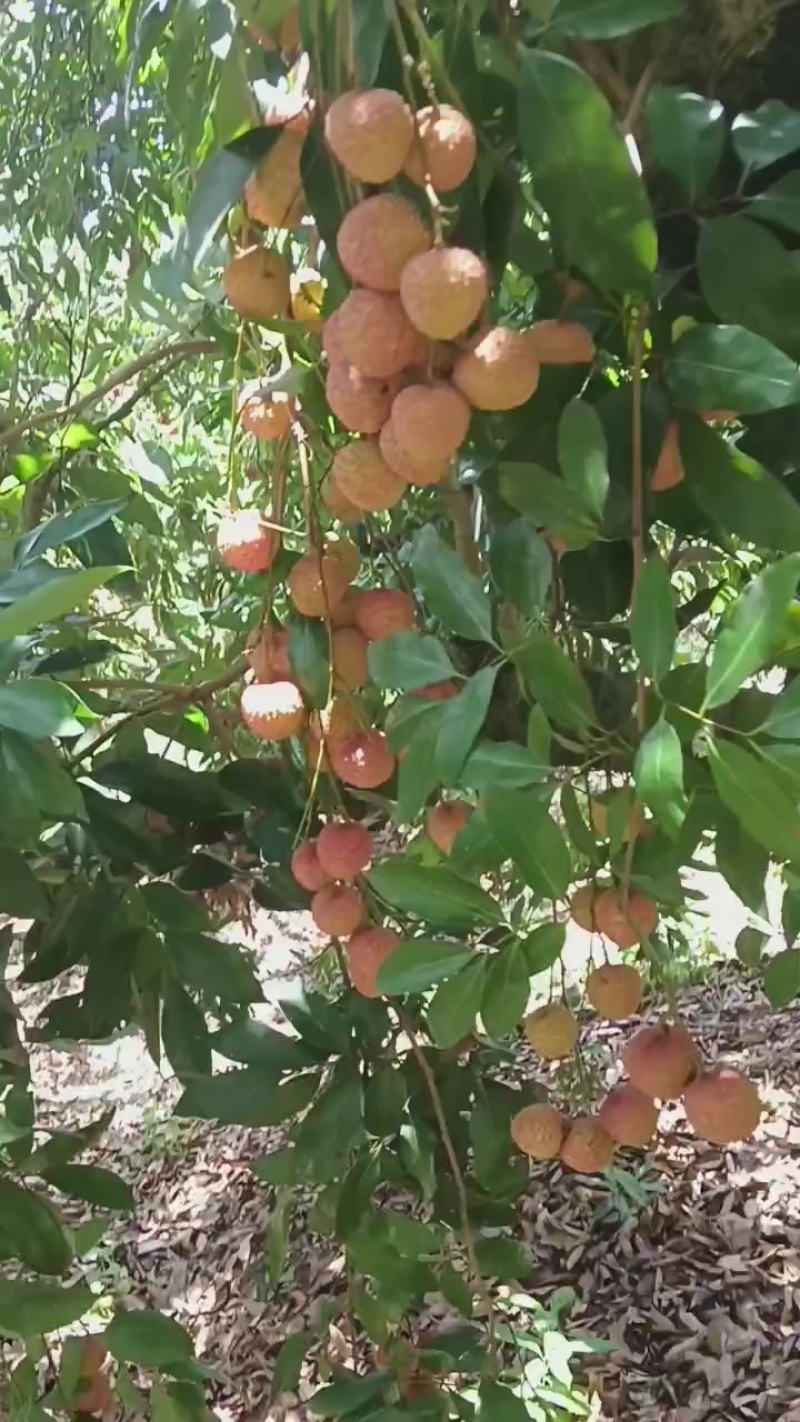 稔山桂味荔枝