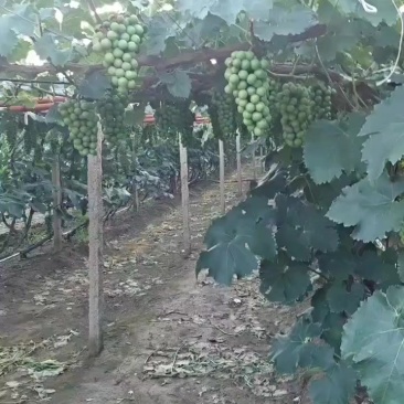 葡萄🍇