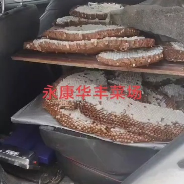 新鲜蜂蛹