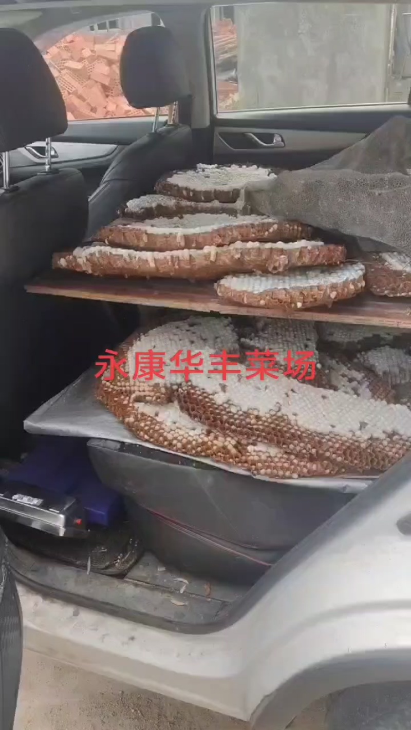 新鲜蜂蛹