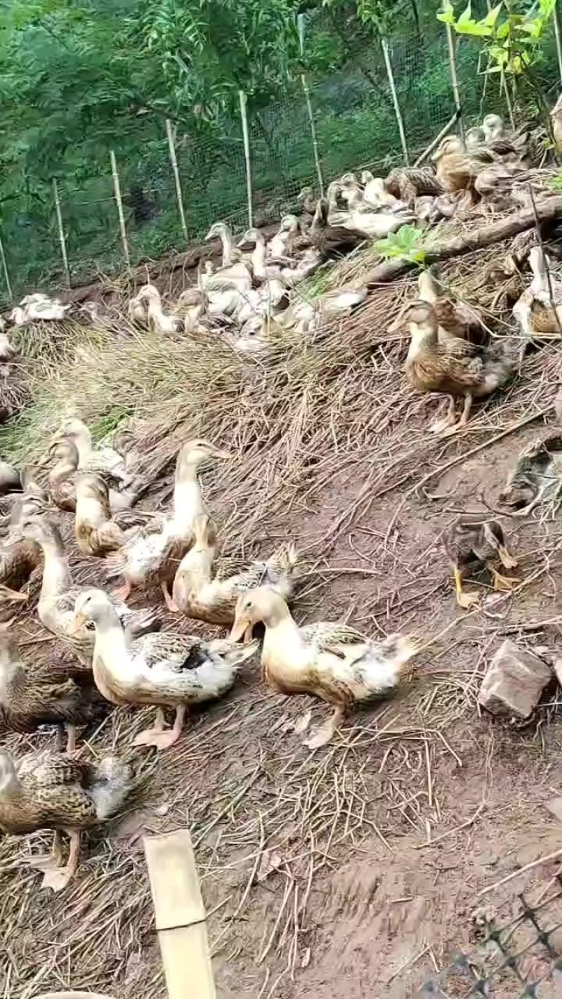 麻鸭