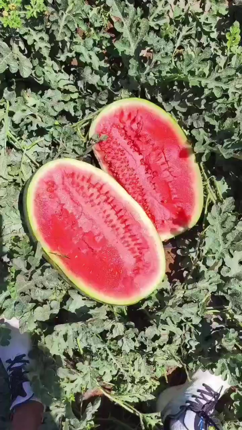 宁夏硒砂瓜
