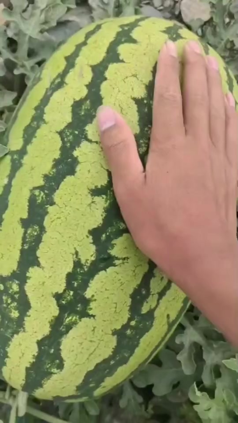 宁夏硒砂瓜
