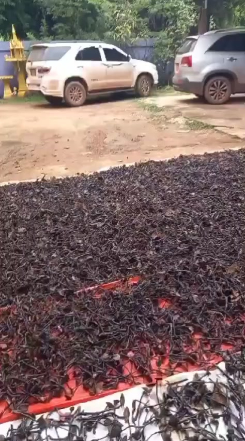 老挝野生竹灵芝