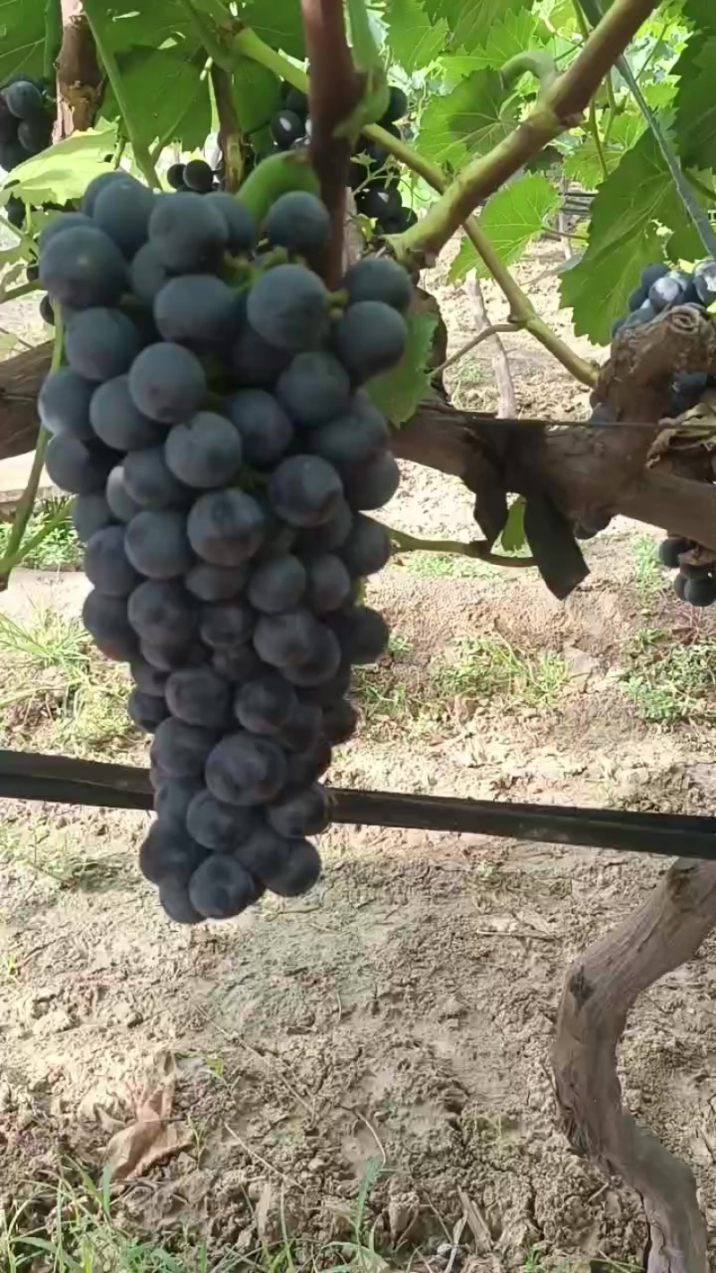 夏黑葡萄