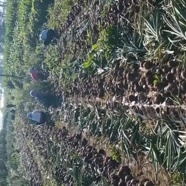 洋葱