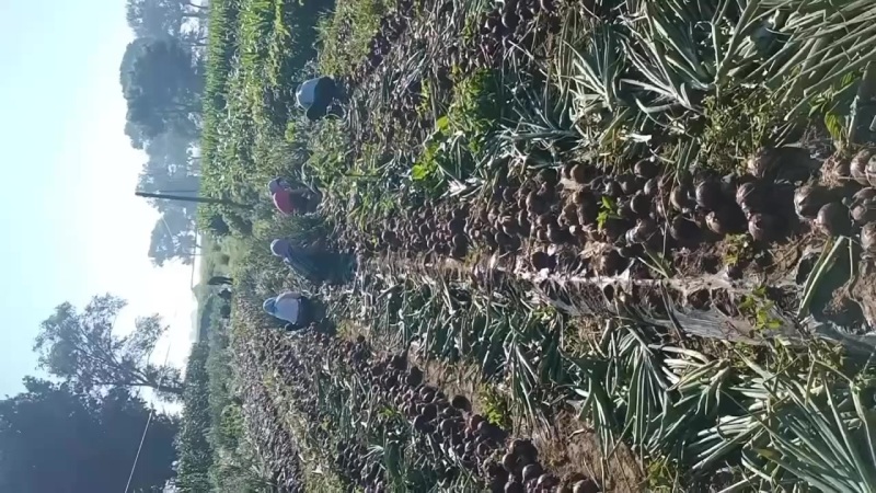 洋葱