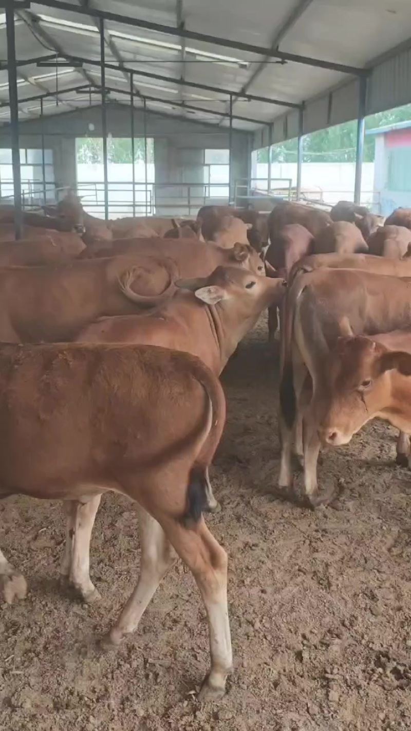 黄牛犊公母任意挑选