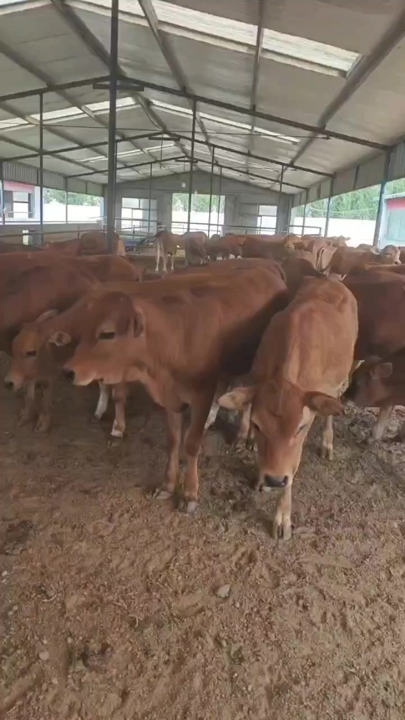 黄牛犊公母任意挑选