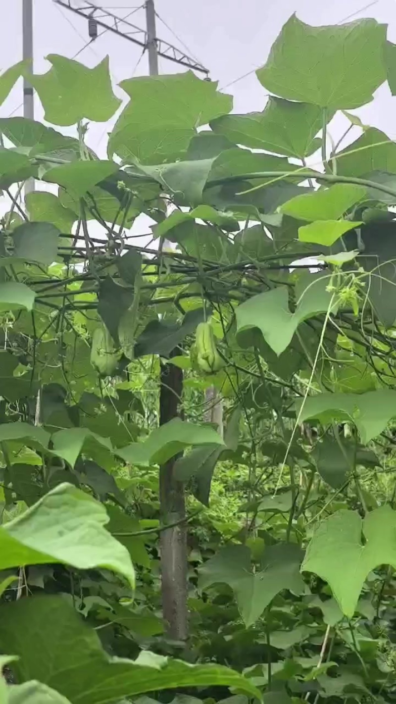 精品佛手瓜