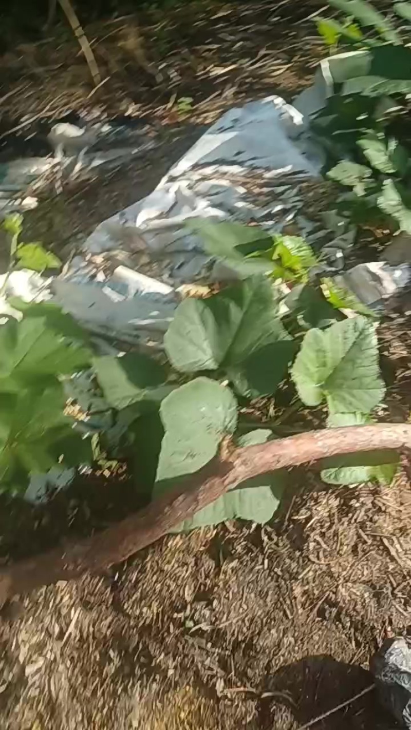 南爪藤