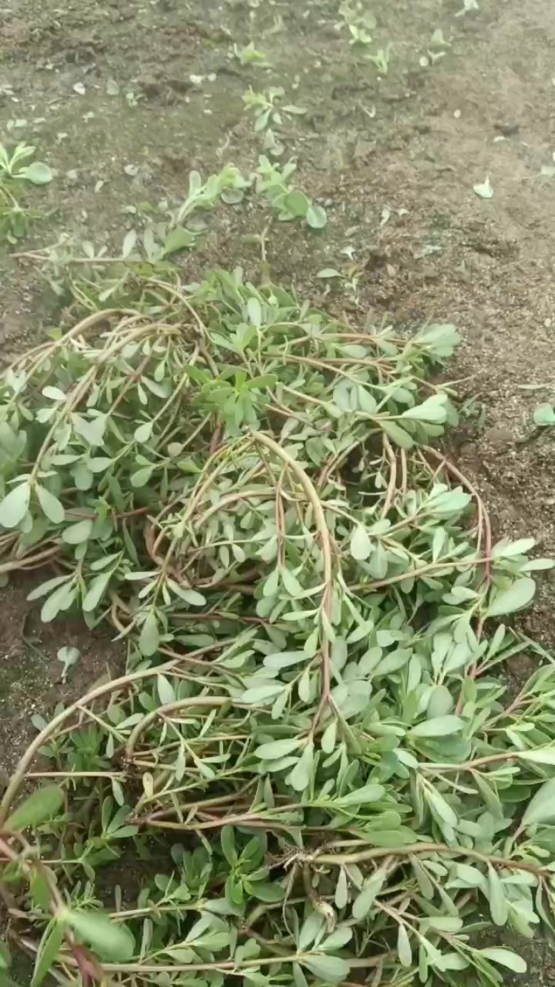 药材马齿苋大量出货，有要的联系