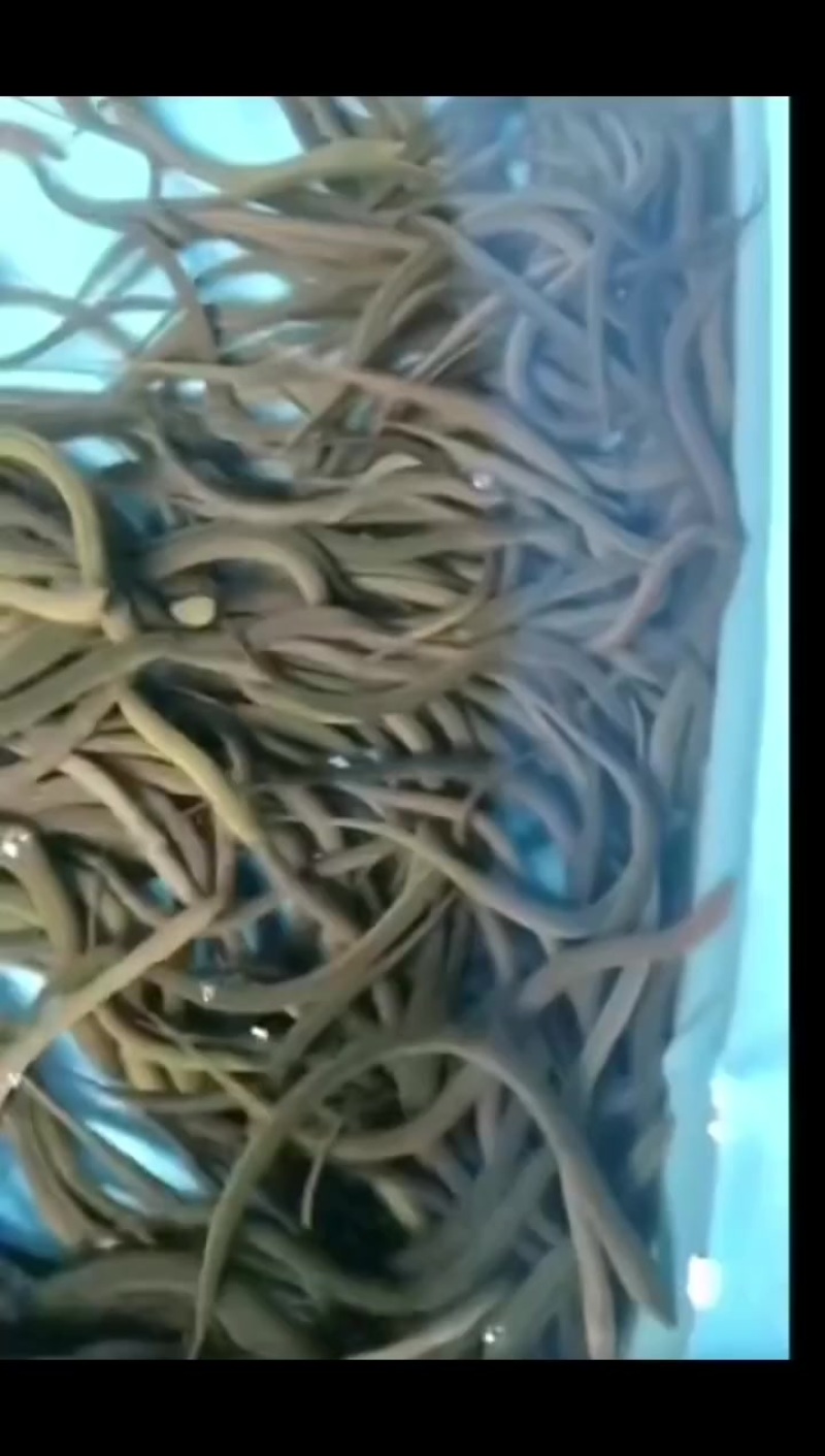 精品黄鳝苗批发开口苗