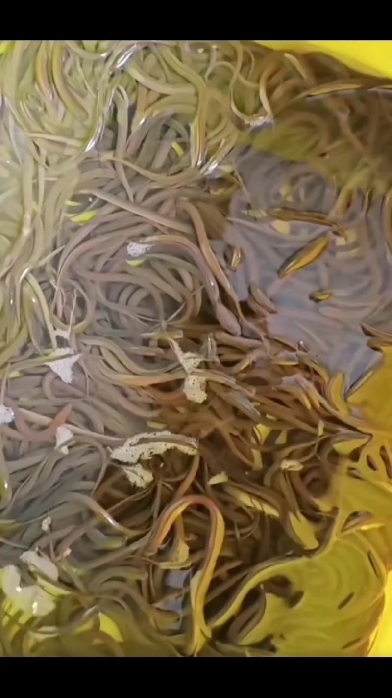 精品黄鳝苗批发开口苗