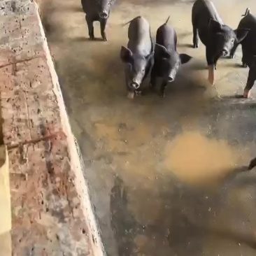 土黑猪苗