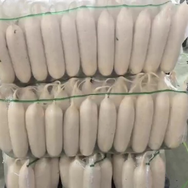 陕西榆林白萝卜