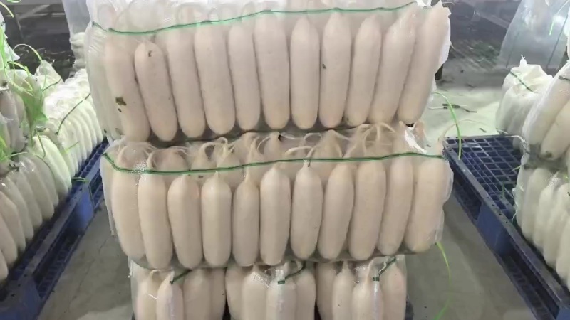 陕西榆林白萝卜