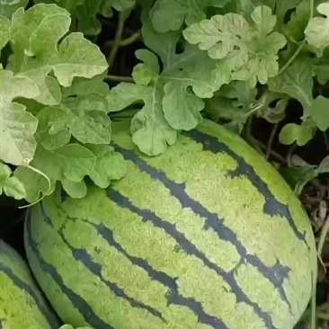 1毛