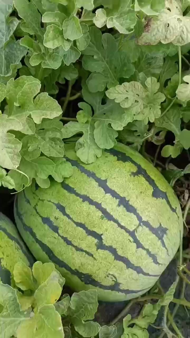 1毛