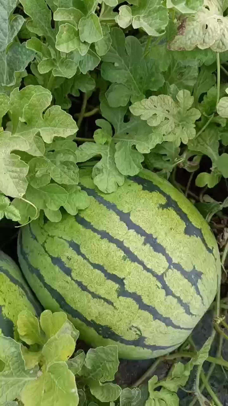 1毛