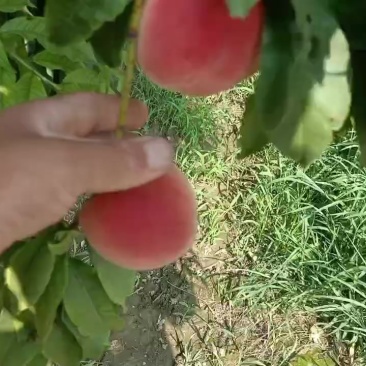 沙亚红桃毛桃油桃不套代大量上市中有有需要老板联系我