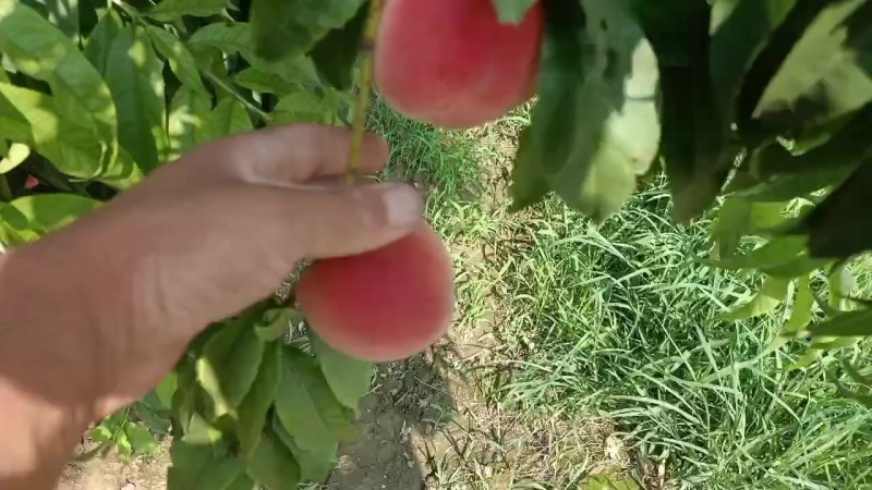 沙亚红桃毛桃油桃不套代大量上市中有有需要老板联系我