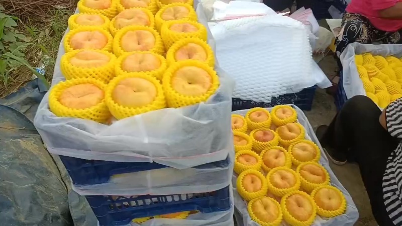 沙亚红桃毛桃油桃不套代大量上市中有有需要老板联系我
