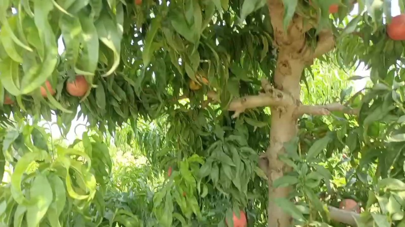 沙亚红桃毛桃油桃不套代大量上市中有有需要老板联系我