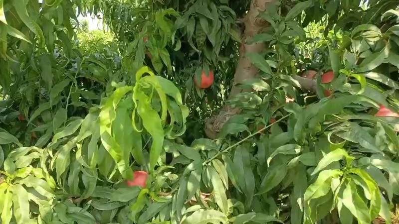 沙亚红桃毛桃油桃不套代大量上市中有有需要老板联系我