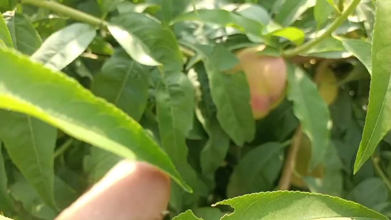 沙亚红桃毛桃油桃不套代大量上市中有有需要老板联系我