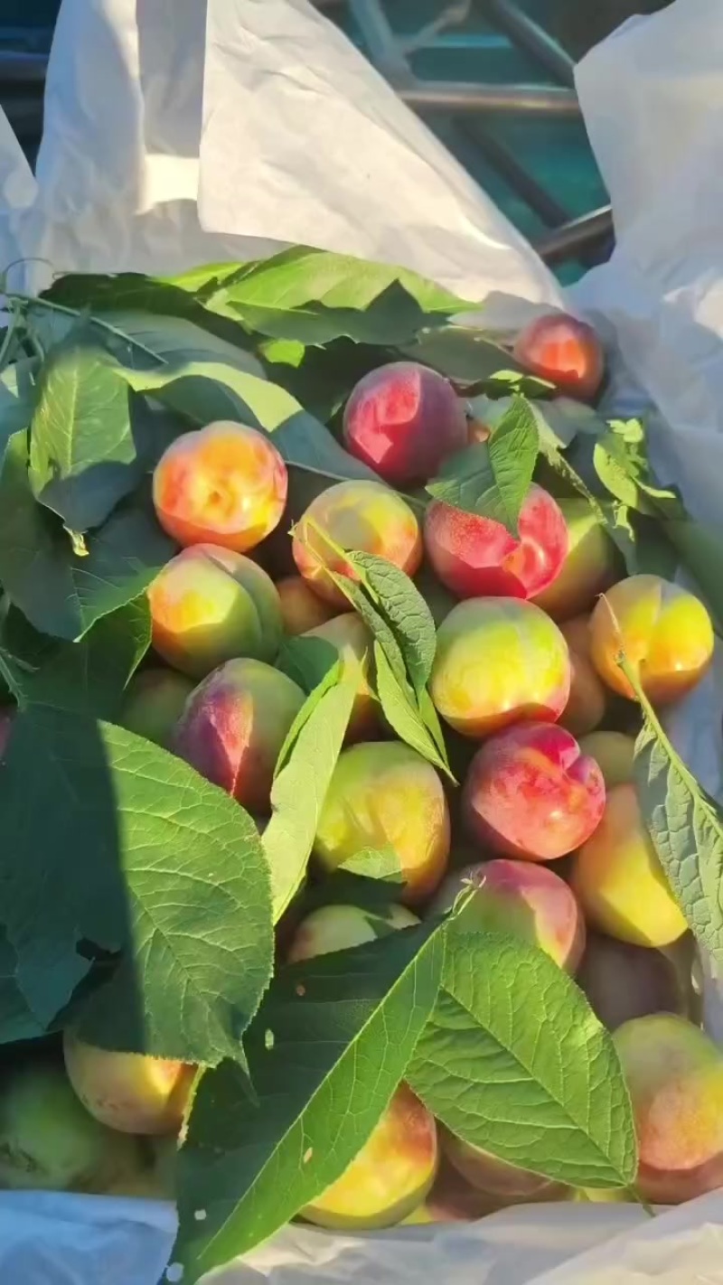 吉盛李子，产地大量上市！