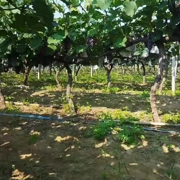 夏黑葡萄