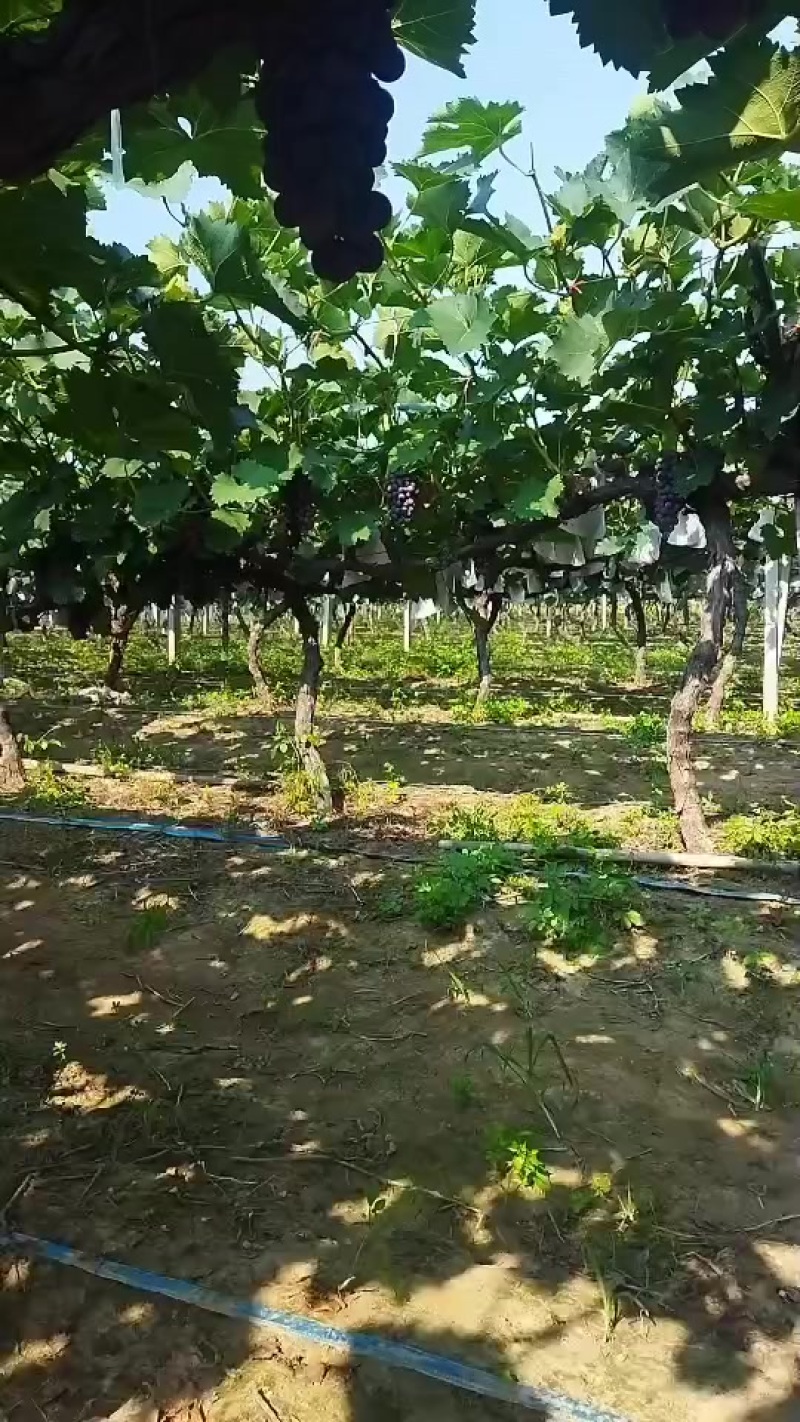 夏黑葡萄