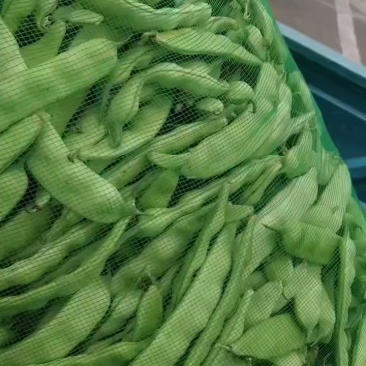 东北大油豆
