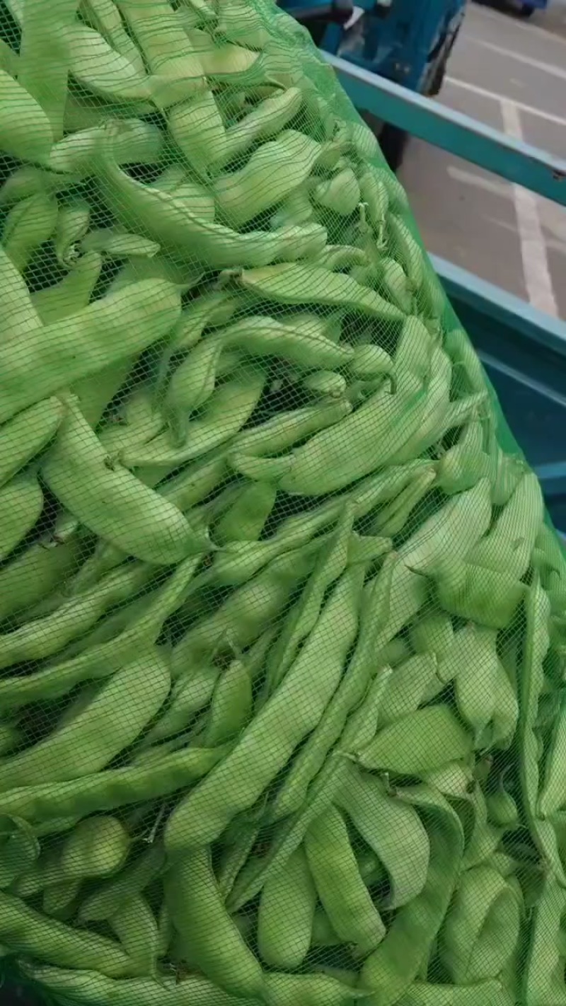 东北大油豆