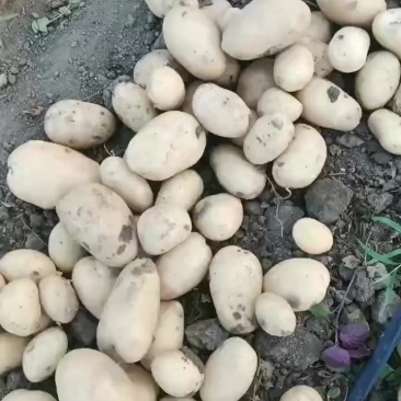 土豆