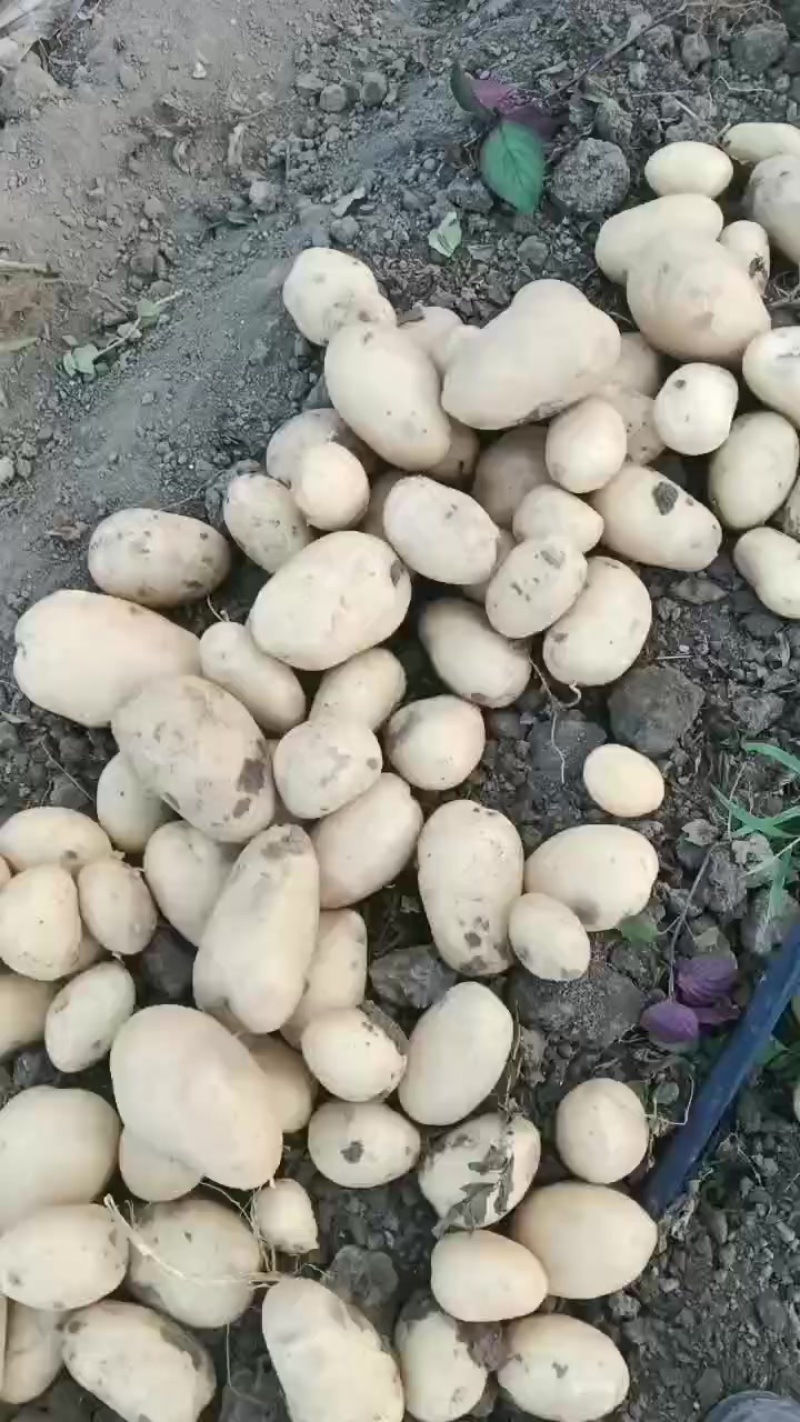 土豆