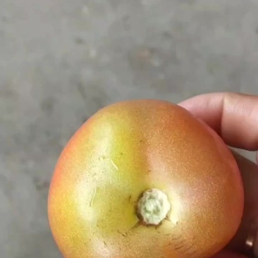 没把的西红柿工厂货