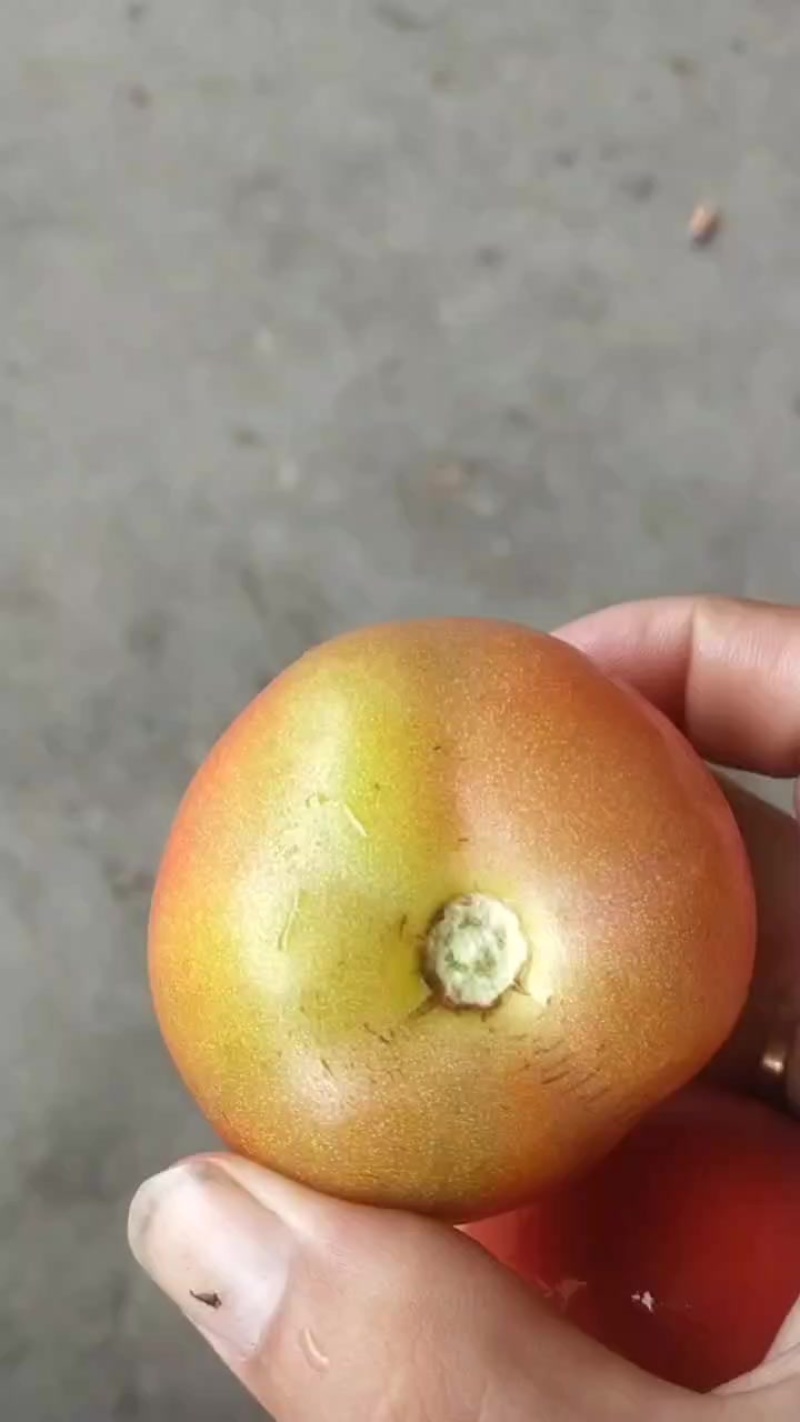 没把的西红柿工厂货