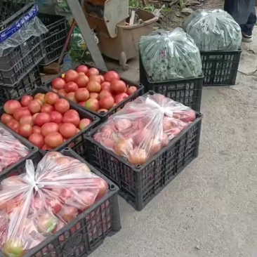 大货西红柿