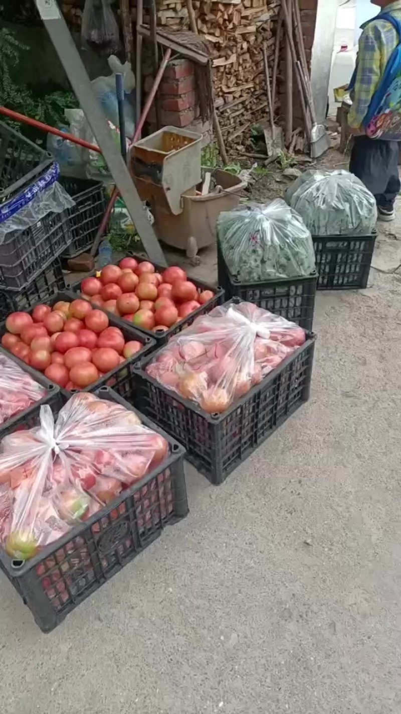 大货西红柿