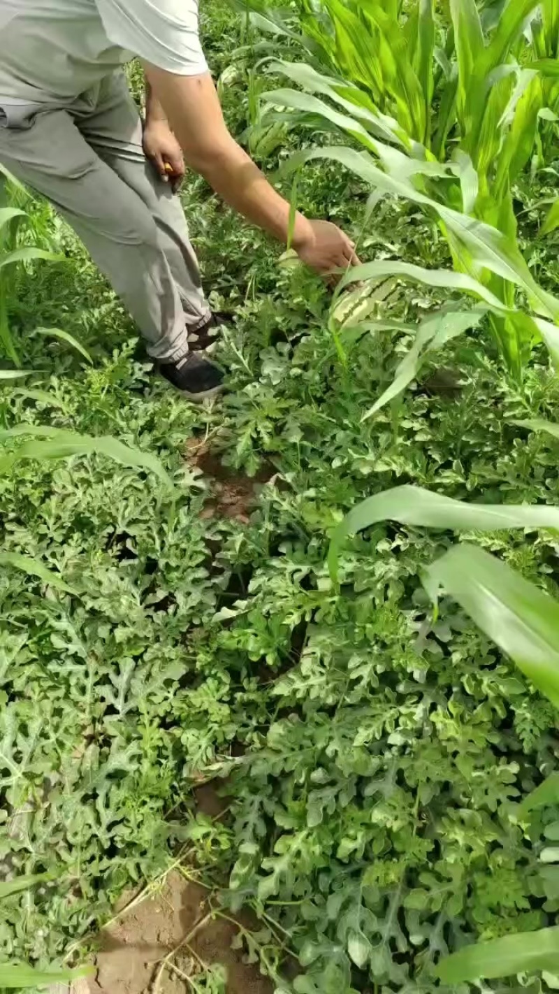 宁夏西砂瓜